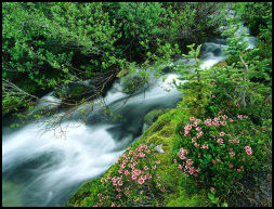 A L L E L U I A      Gloire a Dieu  BONJOUR Mardi /27/02/2007