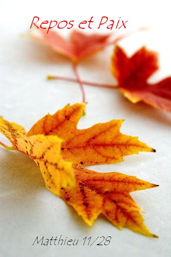 Repos et Paix  bonjour et bonne Journ�e