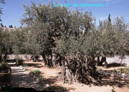 Du jardin ,de Geths�man� � la croix bonjour