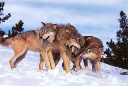 Les chiens  de     traineaux dans la neige eternelle